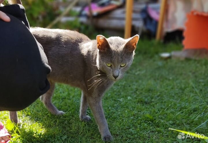 Породистый молодой кот