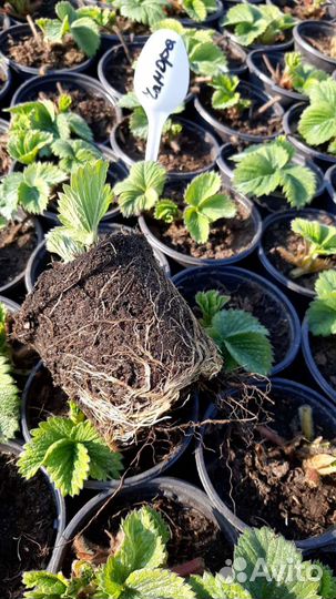 Саженцы клубники