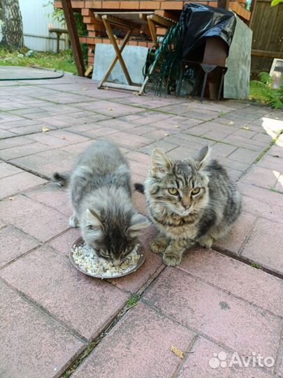 Сибирские котята в добрые руки москва