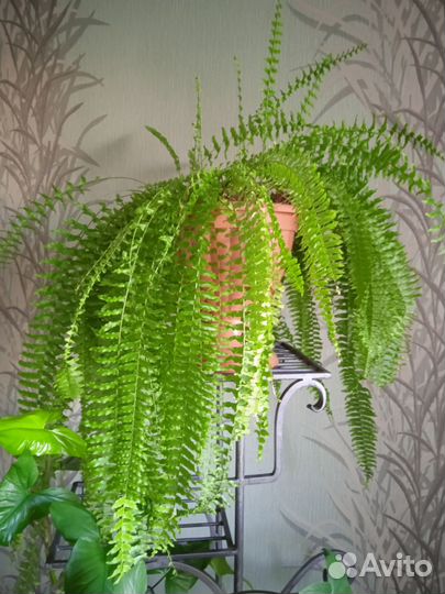 Папоротник нефролепис