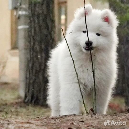 Щенки самоеда