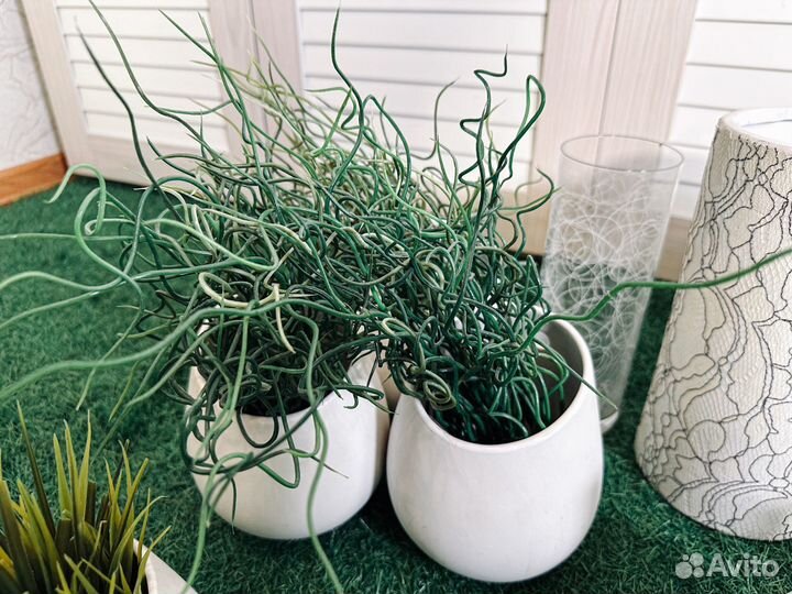 Набор декоративных горшков с зеленью