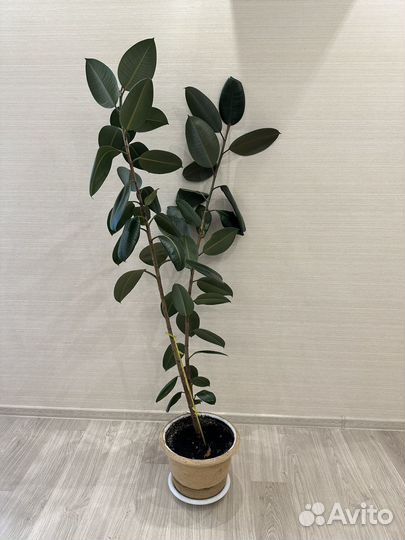 Отличный Фикус, 170см
