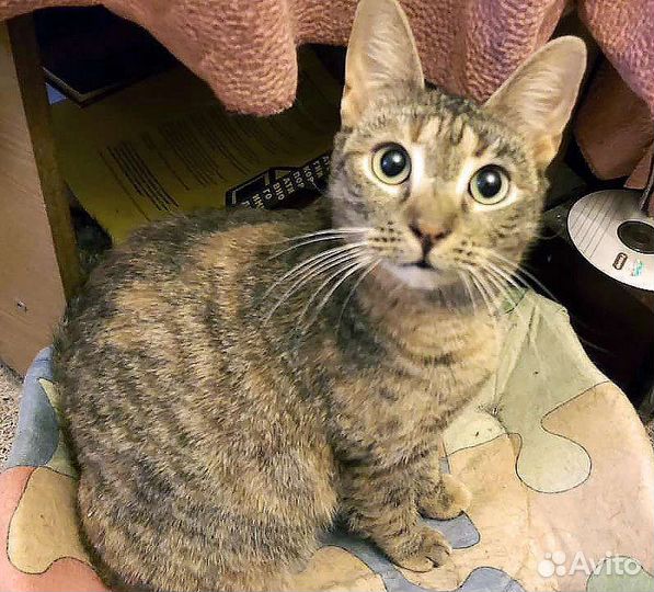 Кошечка в добрые руки