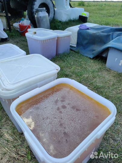 Мед, донник