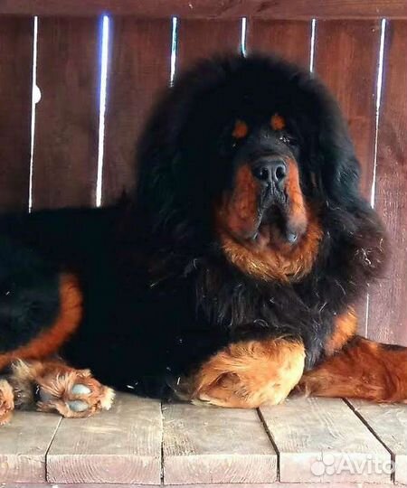 Собачья шерсть