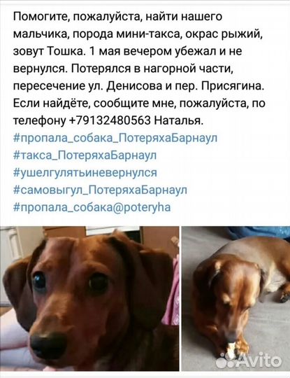 Потерялась собака