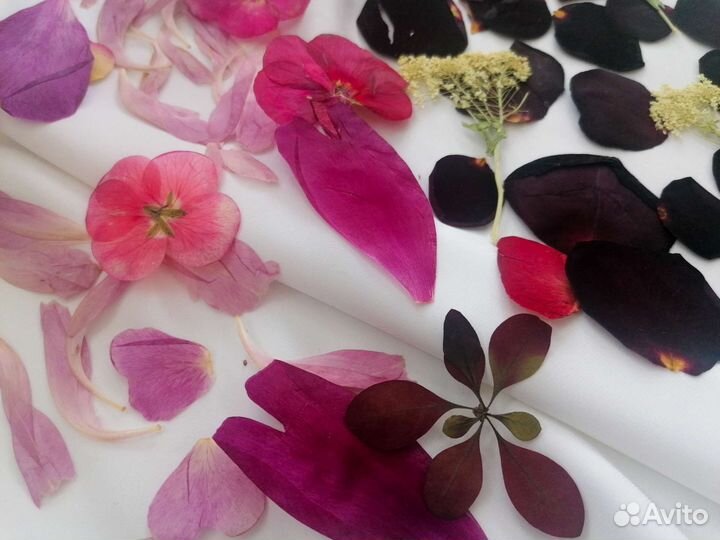 Гербарий плоскозасушенный цветы, лепестки, листья