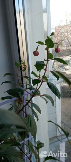 Комнатные цветы фуксия