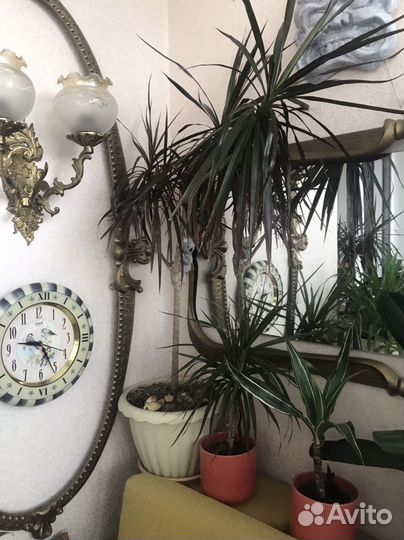 Драцена красивая пушистая Вайт страйп