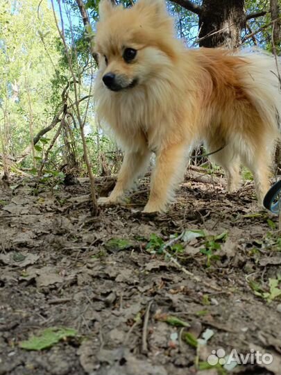 Немецкий шпиц