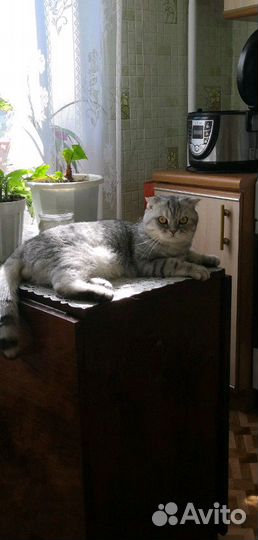 Вислоухий шотландец на вязку