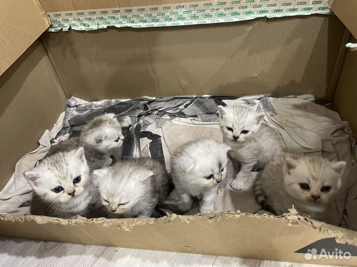 Котята шотландцы