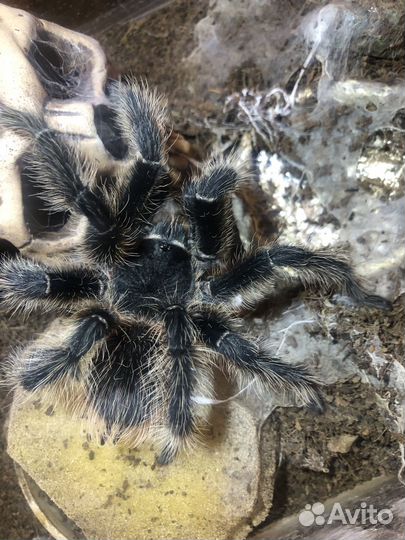 Паук птицеед (Lasiodora parahybana)