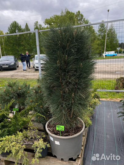 Сосна Грин тауэр