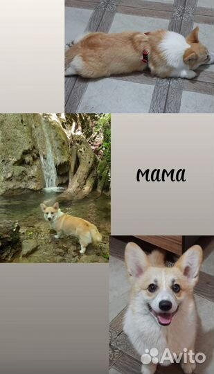 Щенки в добрые руки