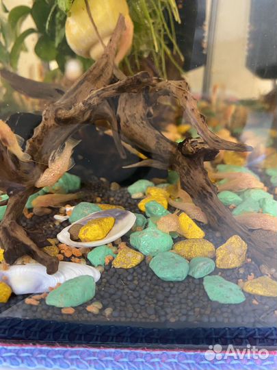 Анцитрусы сомики