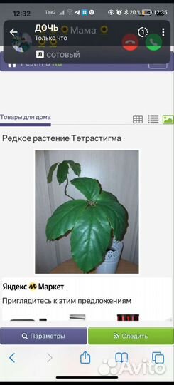 Тетрастигма вуанье