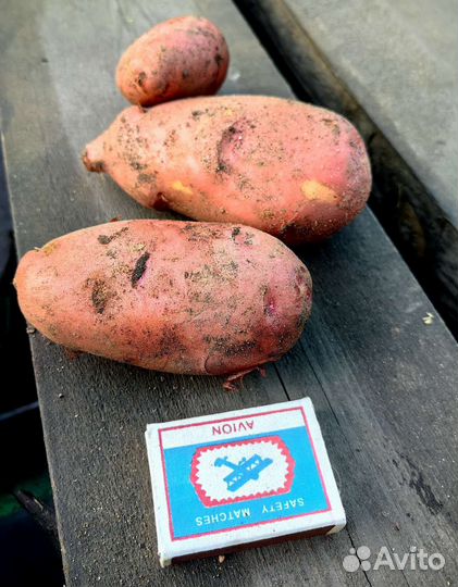 Картофель свежий