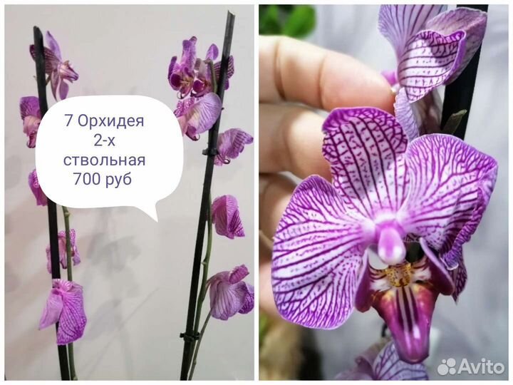 Продажа орхидей