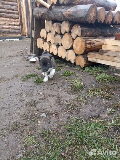 Щенки Лайки