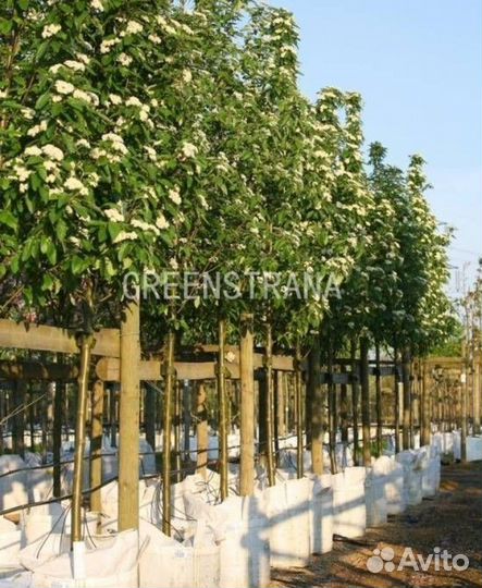 Саженцы Рябина тюрингская Фастигиата