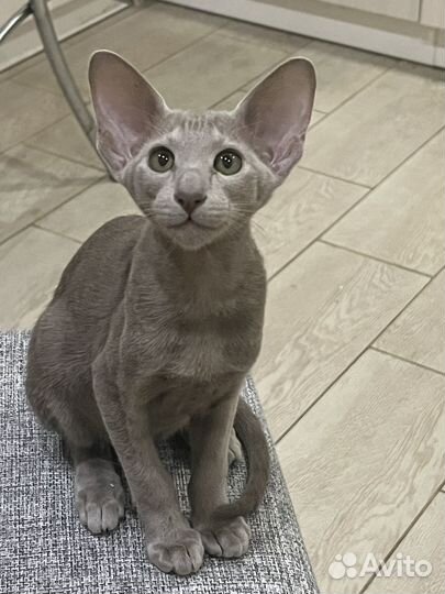 Ориентальные котята