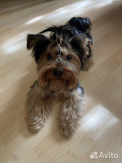 Вязка Йоркширский Терьер