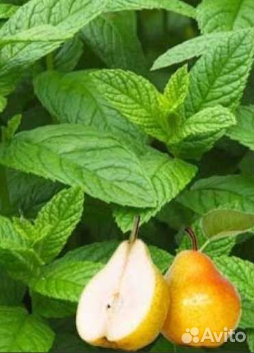 Рассада Мята Дюшес