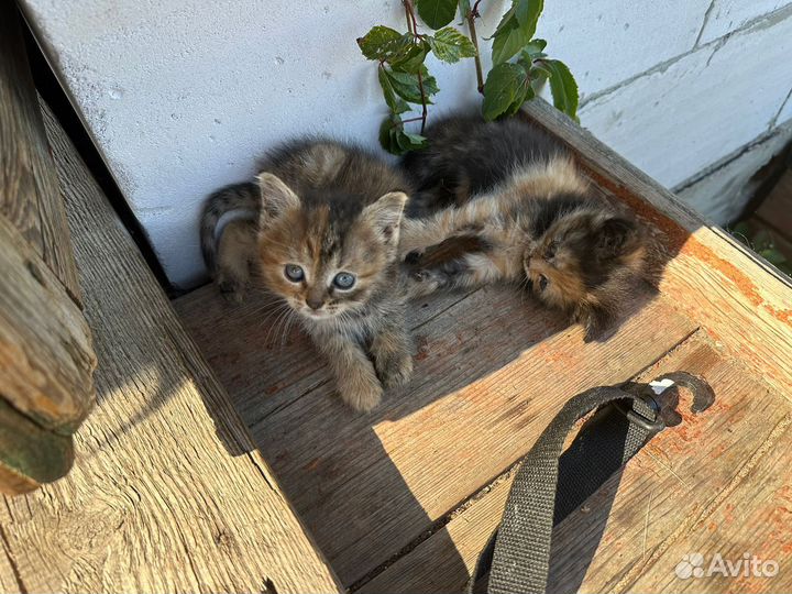 Котята с улицы, помесь с тайским котом