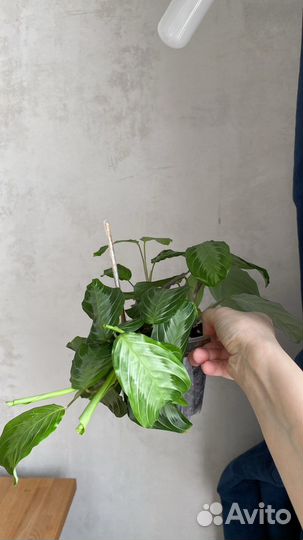 Маранта emerald beauty / silver band