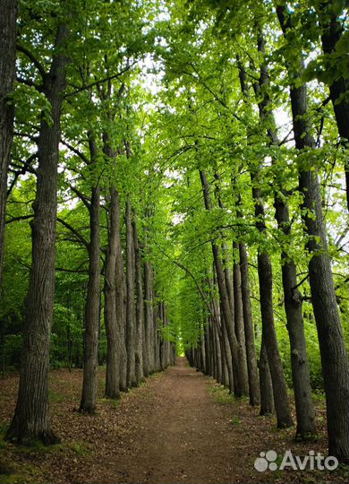 Индивидуальные и групповые экскурсии