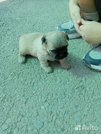 Мопс-пекинес