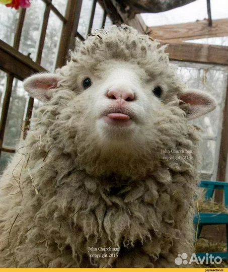 Курдючные бараны овцы