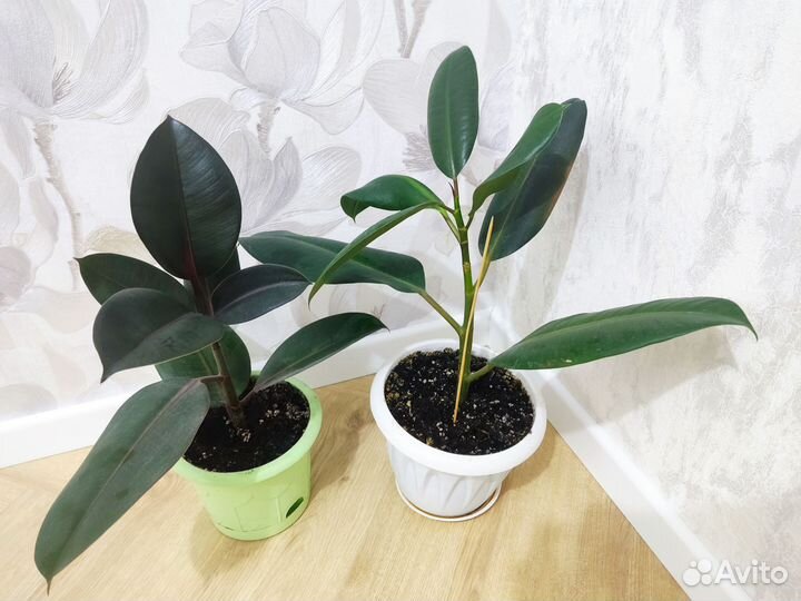 Фикус эластика робуста