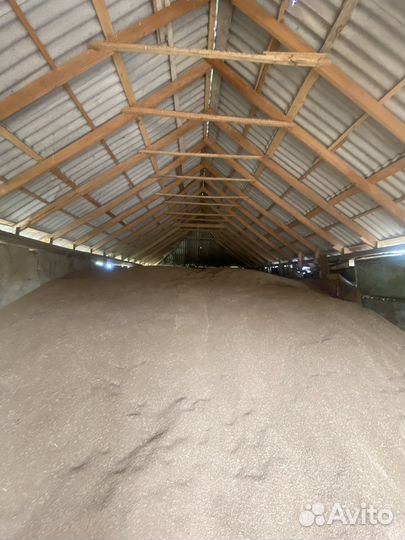 Зерно пшеница