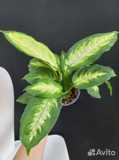 Диффенбахия Камилла