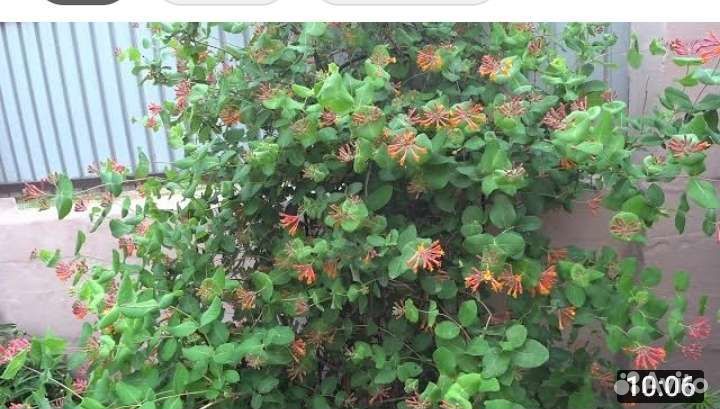 Жимолость каприфоль