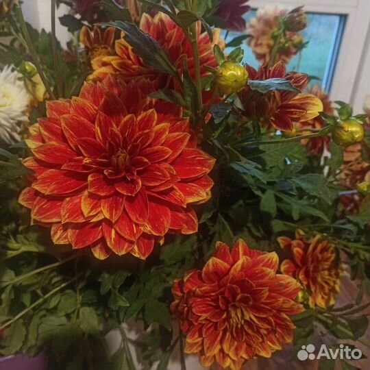 Георгины клубни