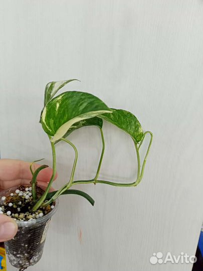 Эпипремнум срез и укорененные