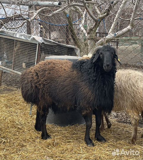 Кочкар Эдельбай