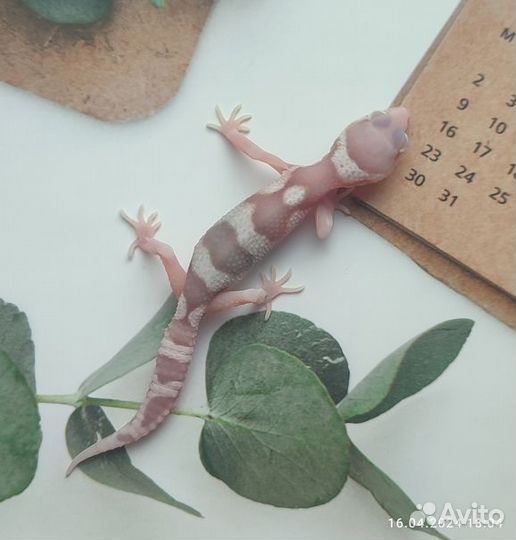 Пятнистый эублефар, леопардовый геккон, малыш