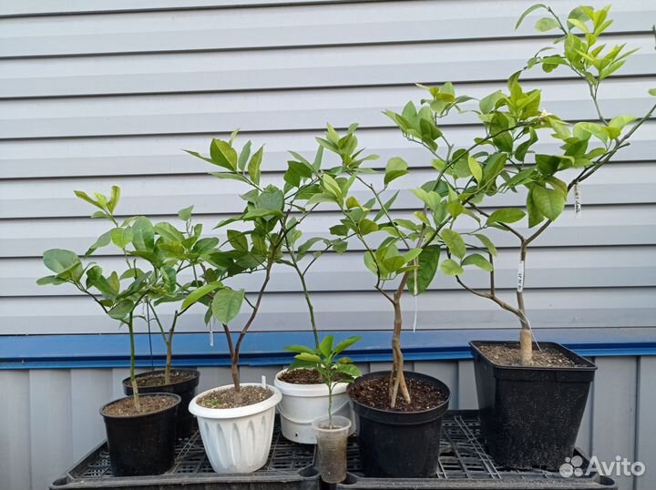 Цитрусовые деревья