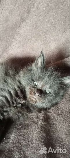 Котята мейн-кун