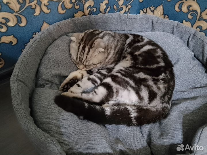 Ищем кошечку для вязки