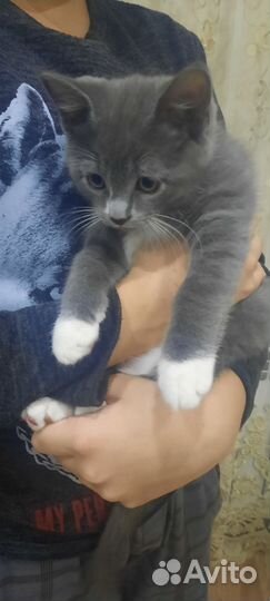 Котенок 2 месяца мальчик