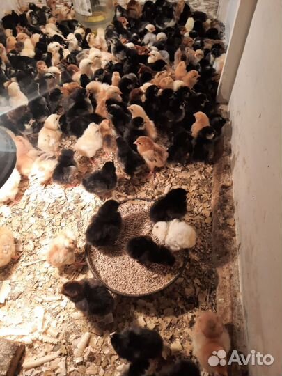 Несушки Борковская Борвистая (Декалб Уайт