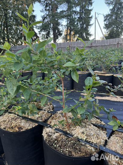 Голубика в 50-литровых гроубэгах