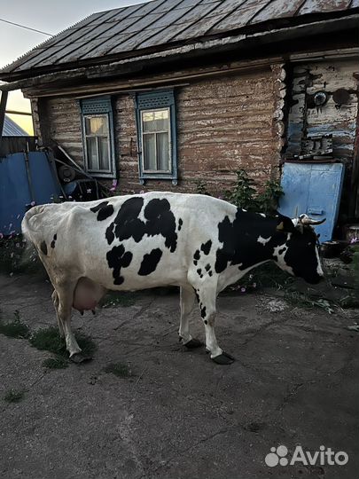 Корова, телка