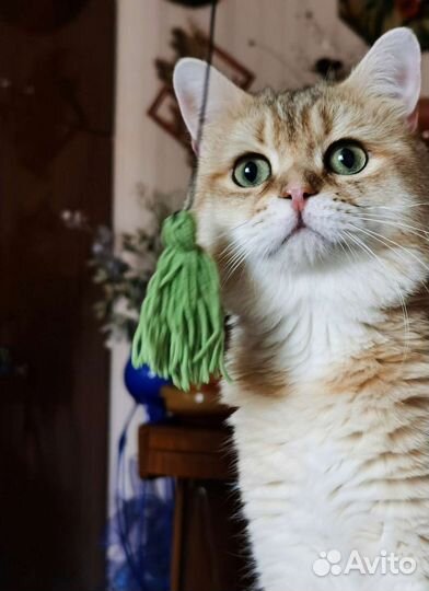 Кот на вязку